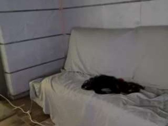 shyhotshay
