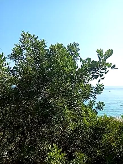 Luzia-Sal