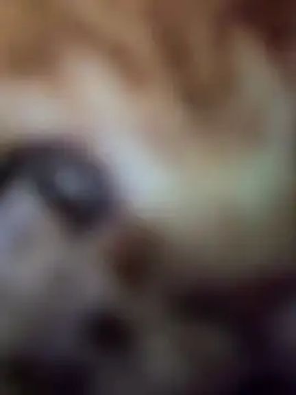 bambi_lu