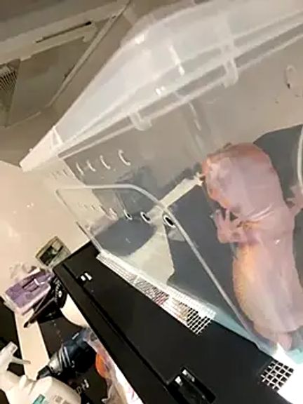 DandanBurgerking