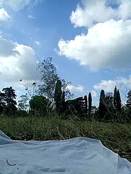 dolcehelena993