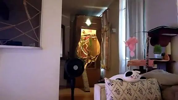 Lilie_romeo