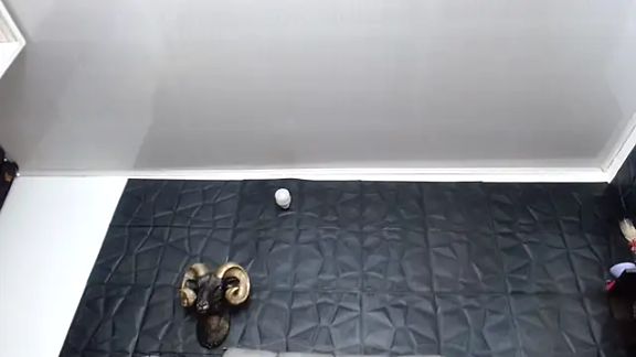 Hanna_Fox_69