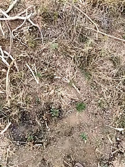 Wildlife_With_devil_89