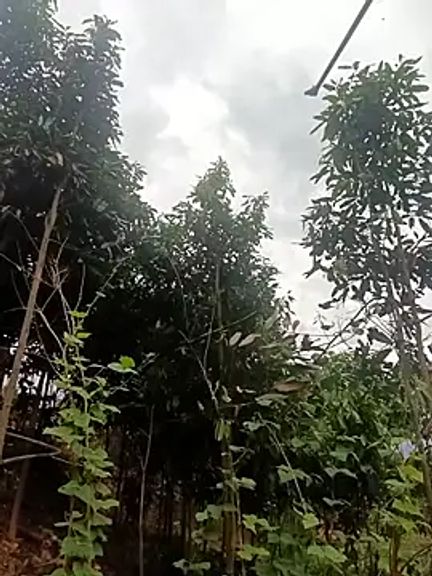 xiaogoal