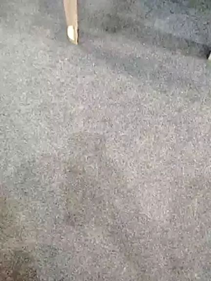 Janhvi-